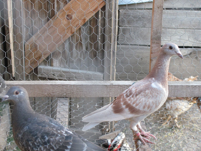 IMG_7100 - 2013 16 iunie