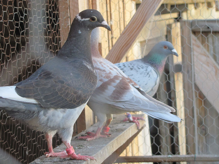 IMG_7101 - 2013 16 iunie