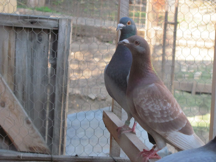 IMG_7102 - 2013 16 iunie