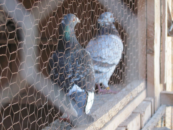 IMG_7103 - 2013 16 iunie