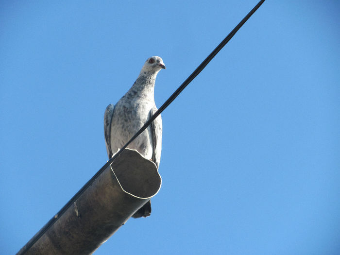 IMG_7105 - 2013 16 iunie