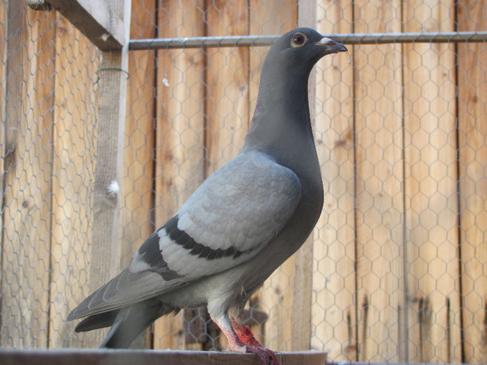 IMG_7106 - 2013 16 iunie