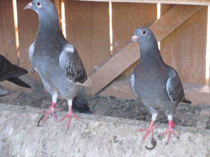 IMG_7107 - 2013 16 iunie