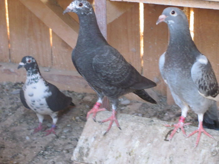 IMG_7108 - 2013 16 iunie