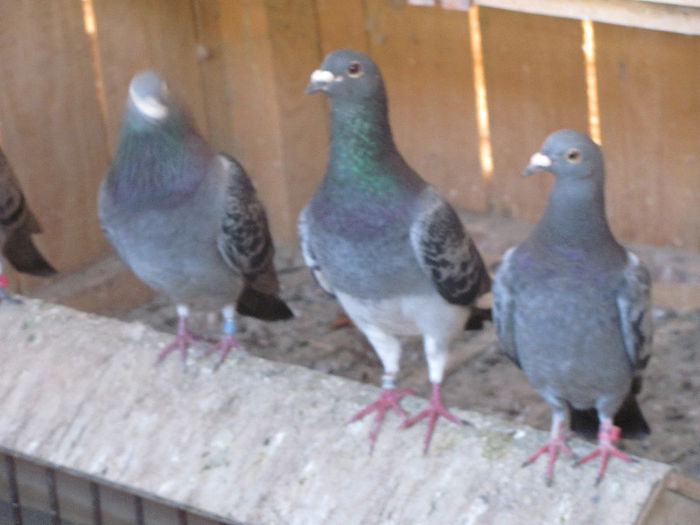 IMG_7109 - 2013 16 iunie