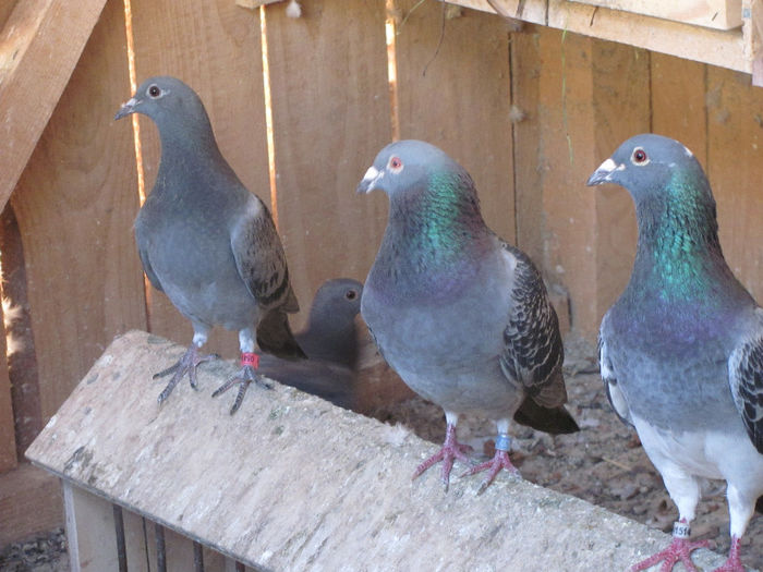 IMG_7111 - 2013 16 iunie