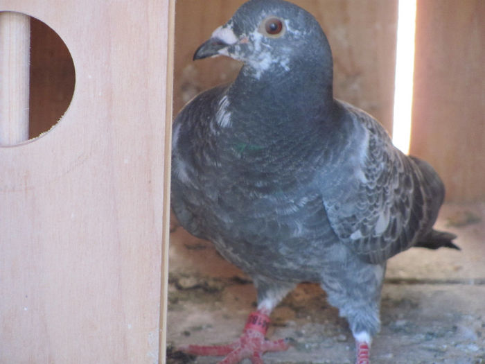 IMG_7112 - 2013 16 iunie