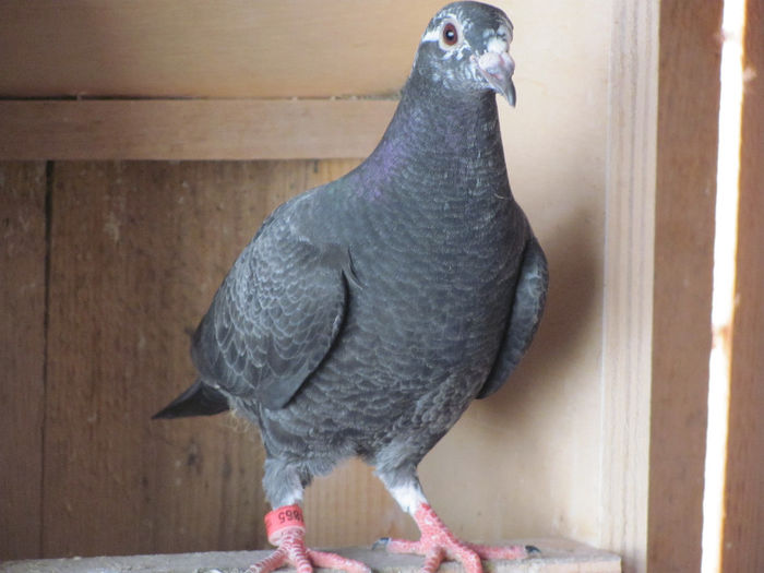 IMG_7113 - 2013 16 iunie