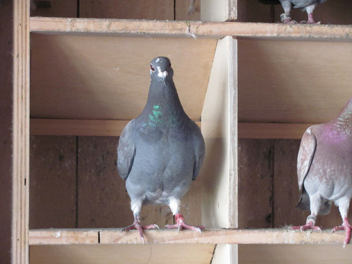 IMG_7114 - 2013 16 iunie