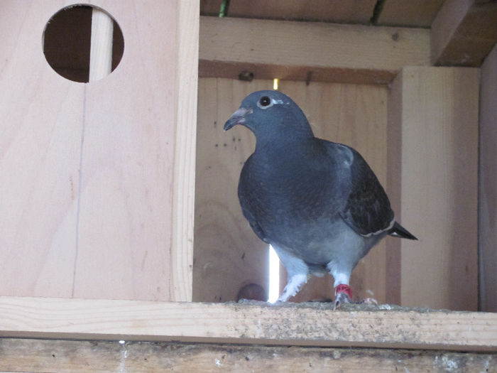 IMG_7115 - 2013 16 iunie