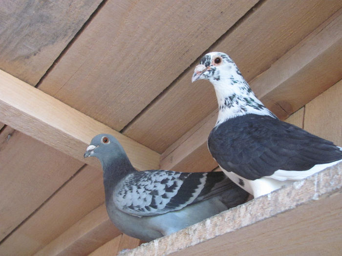 IMG_7116 - 2013 16 iunie