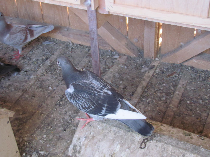 IMG_7117 - 2013 16 iunie