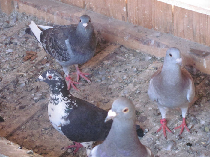 IMG_7118 - 2013 16 iunie