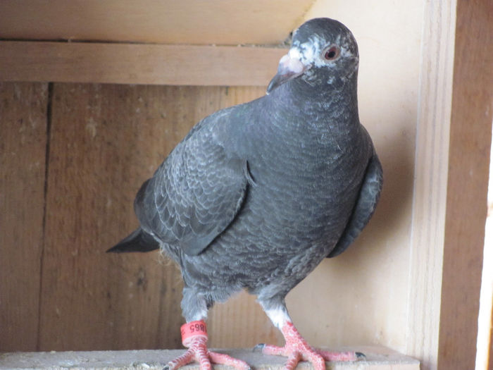 IMG_7119 - 2013 16 iunie