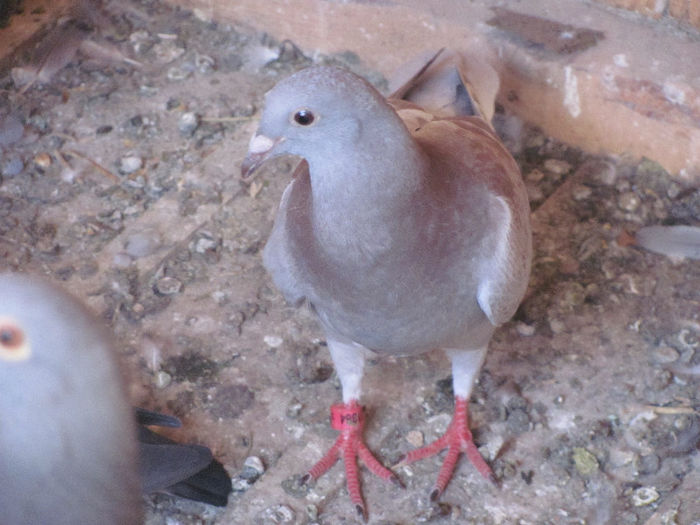 IMG_7120 - 2013 16 iunie