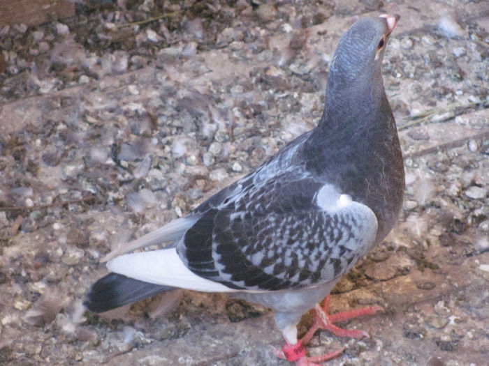 IMG_7121 - 2013 16 iunie