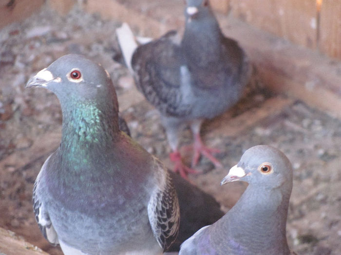 IMG_7125 - 2013 16 iunie