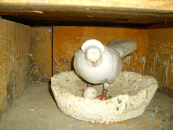 IMG_3846 - Jucatori bimotati vânduți