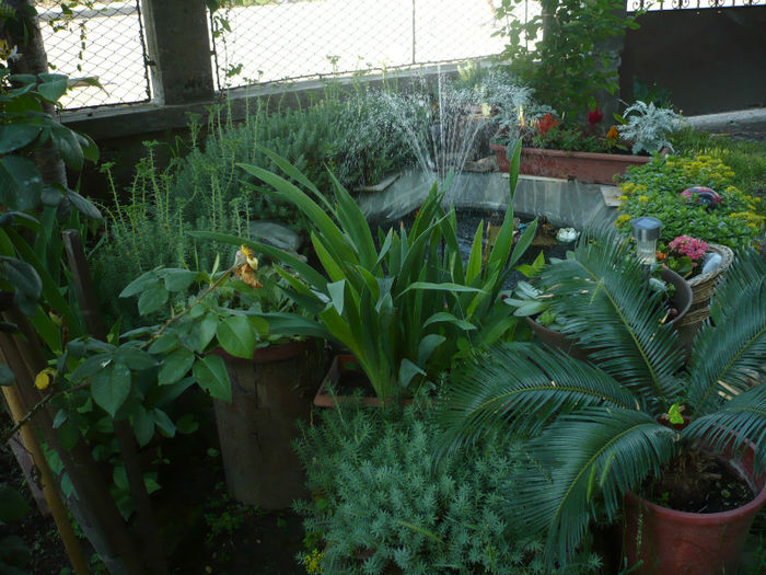 P1030239 - IUNIE 6-15 2013