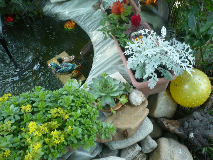 P1030240 - IUNIE 6-15 2013