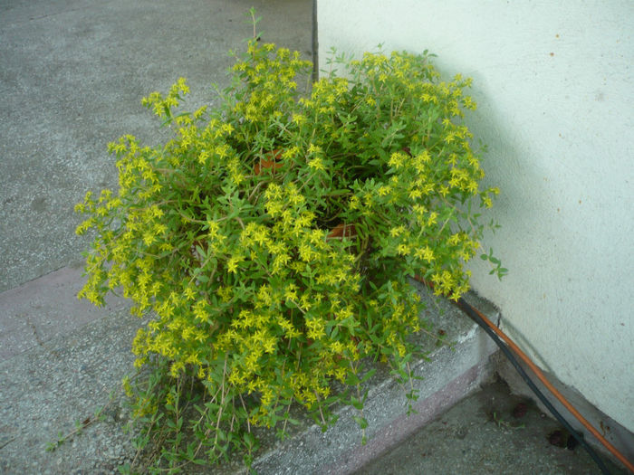 P1030243 - IUNIE 6-15 2013