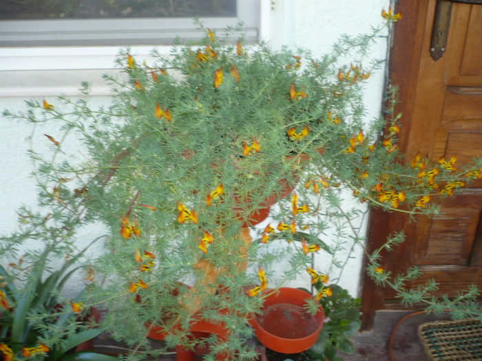 P1030245 - IUNIE 6-15 2013