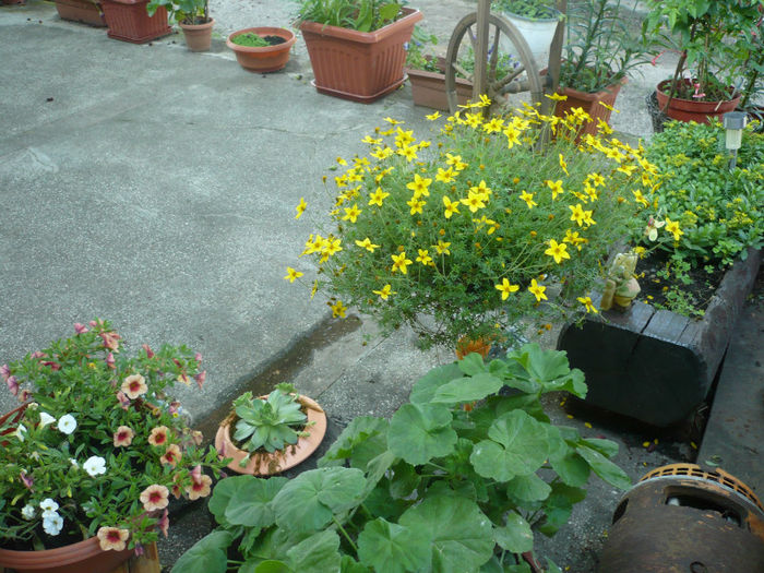 P1030246 - IUNIE 6-15 2013