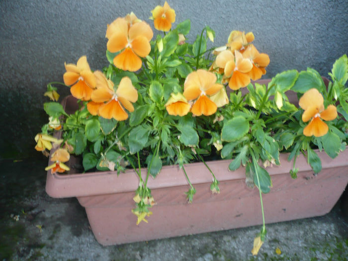 P1030250 - IUNIE 6-15 2013