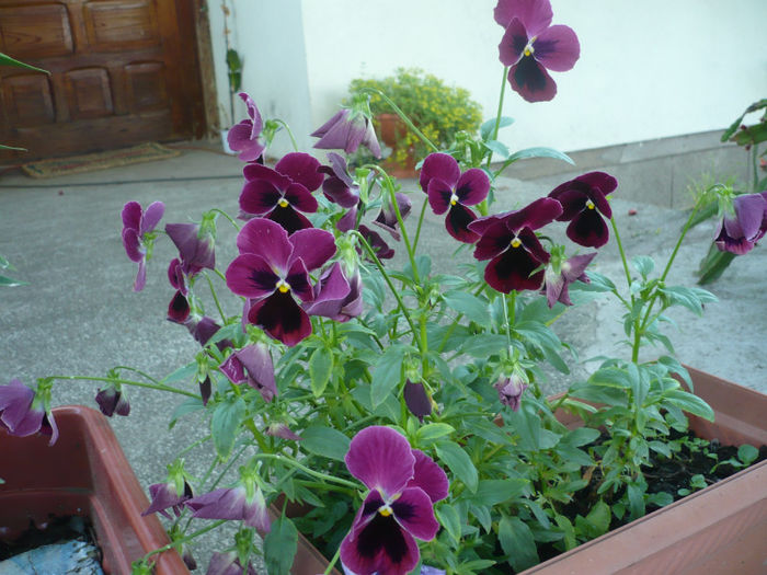 P1030251 - IUNIE 6-15 2013