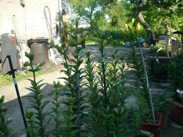 P1030252 - IUNIE 6-15 2013