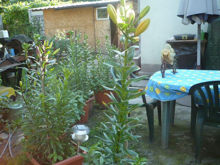 P1030253 - IUNIE 6-15 2013