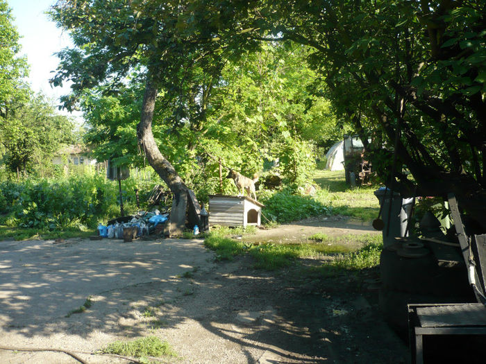 P1030254 - IUNIE 6-15 2013