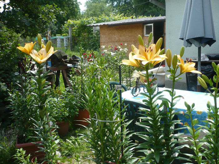 P1030260 - IUNIE 6-15 2013