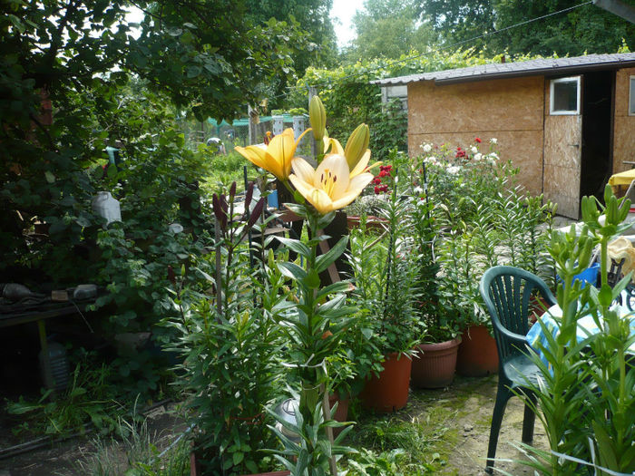 P1030262 - IUNIE 6-15 2013