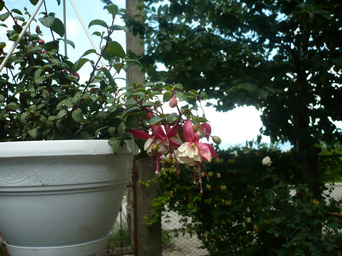 P1030268 - IUNIE 6-15 2013