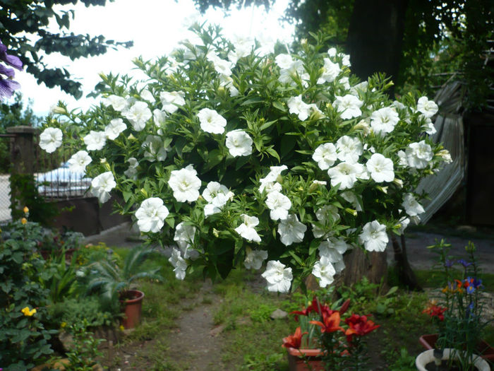 P1030269 - IUNIE 6-15 2013