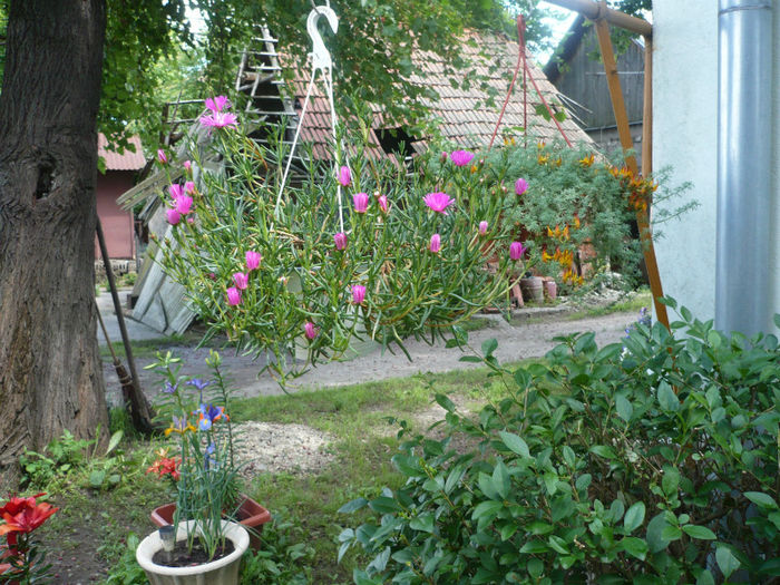 P1030270 - IUNIE 6-15 2013