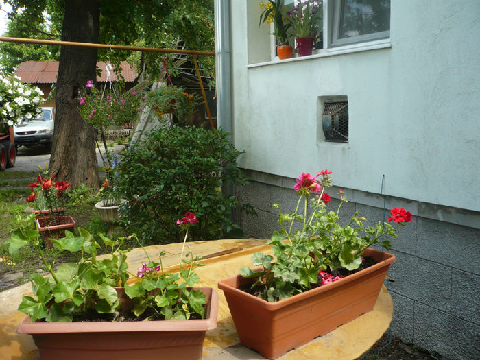 P1030272 - IUNIE 6-15 2013