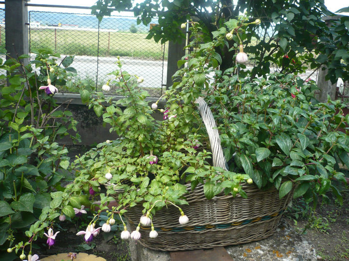 P1030273 - IUNIE 6-15 2013