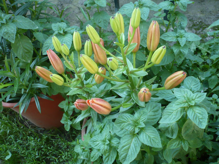 P1030286; crini si busuioc!
