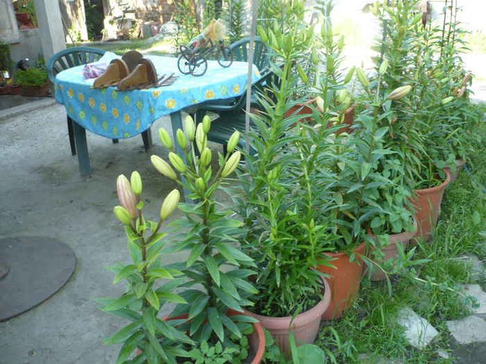 P1030287 - IUNIE 6-15 2013