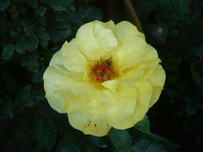 P1030300 - IUNIE 6-15 2013