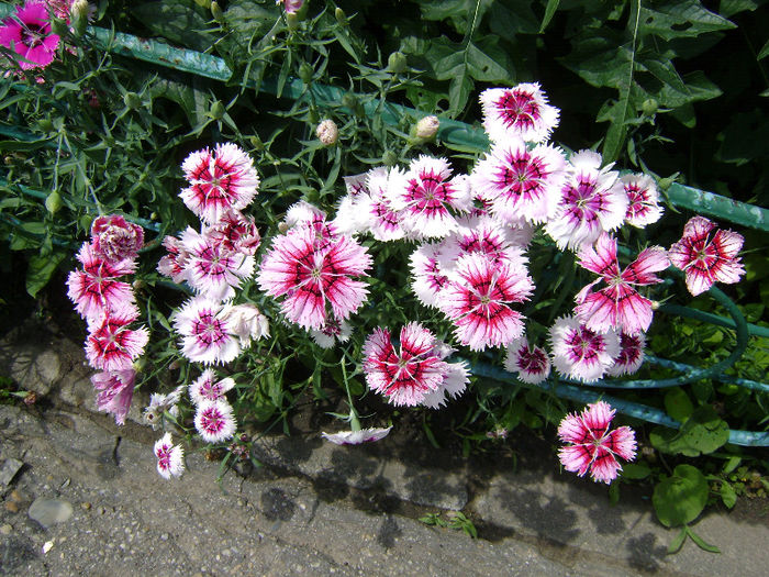 DSC03657 - Gradina Botanica Bucuresti