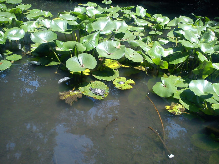 plante acvatice - Gradina Botanica Bucuresti