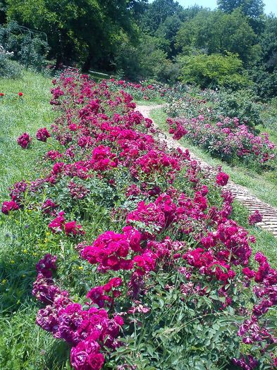 DSC00459 - Gradina Botanica Bucuresti