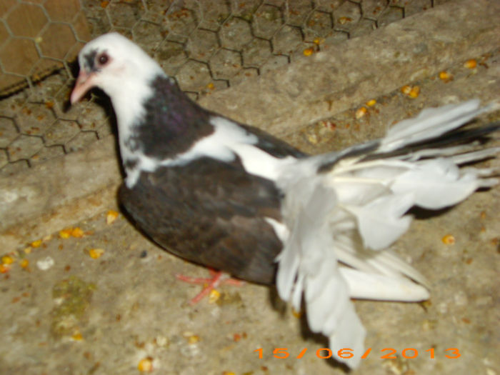 IMG_3788 - Pui voltati 2012-2013-2014