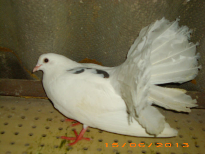 IMG_3808 - Pui voltati 2012-2013-2014