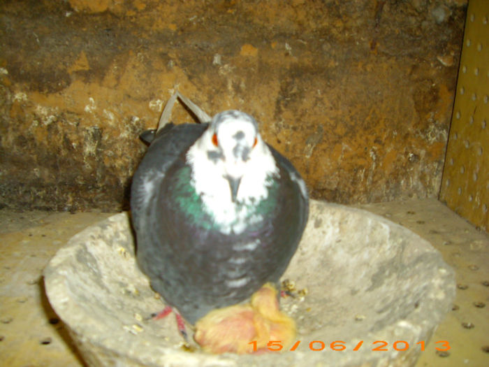 IMG_3876 - Voiajori cursieri