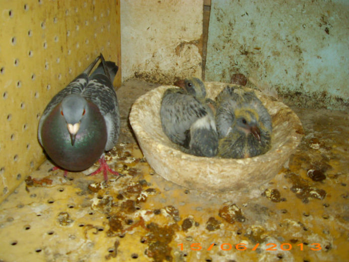 IMG_3877 - Voiajori cursieri