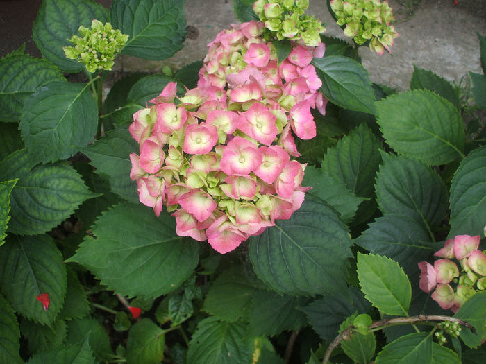 DSCF2717 - hortensia